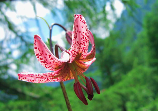     martagon lily in national park Kalkalpen 